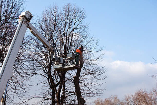 Best Hedge Trimming  in Springfield, SD