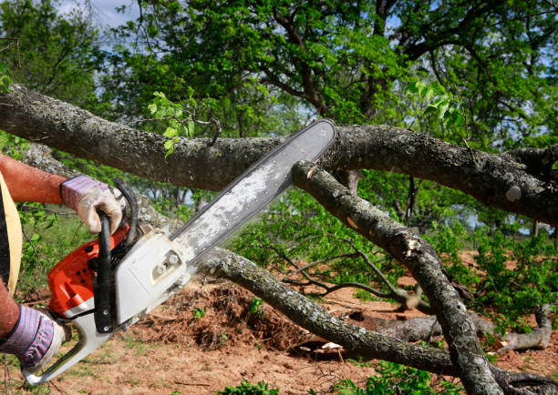 Trusted Springfield, SD Tree Services Experts